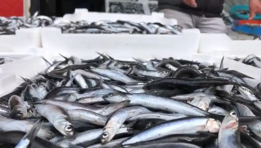 Hamsi 25 TL’ye tezgahlarında yerini aldı