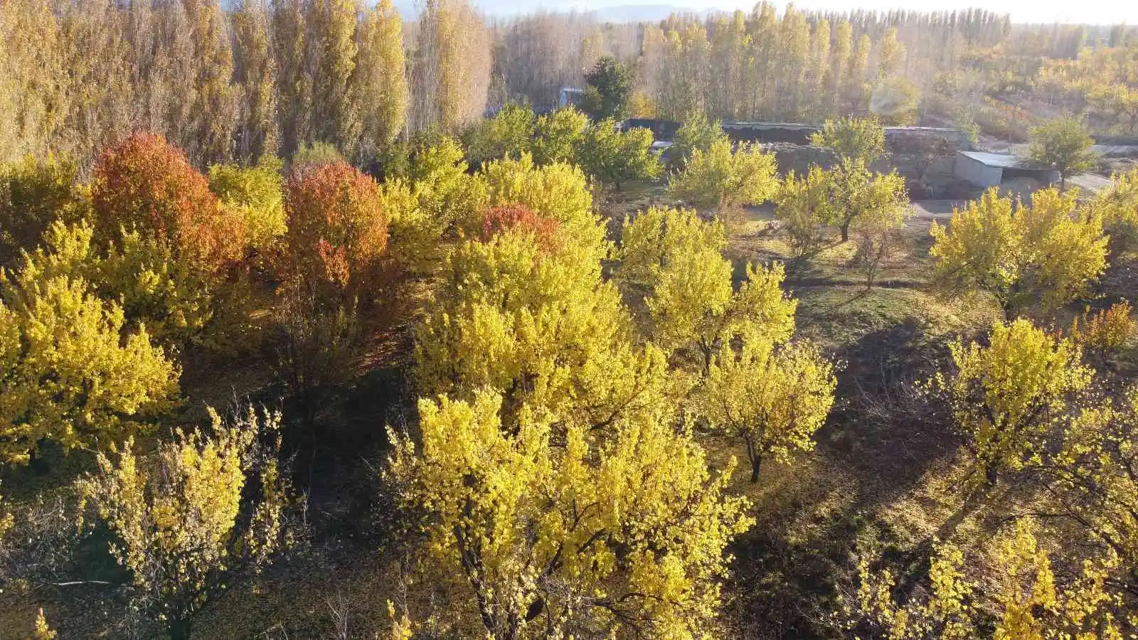 Iğdır’ın sararan kayısı bahçelerinde tablo gibi sonbahar görüntüleri
