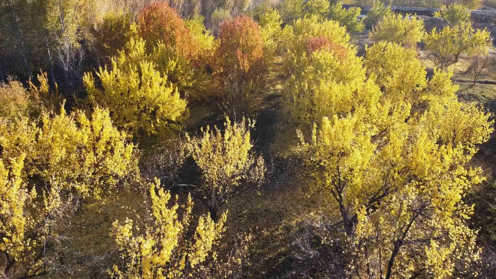 Iğdır’ın sararan kayısı bahçelerinde tablo gibi sonbahar görüntüleri