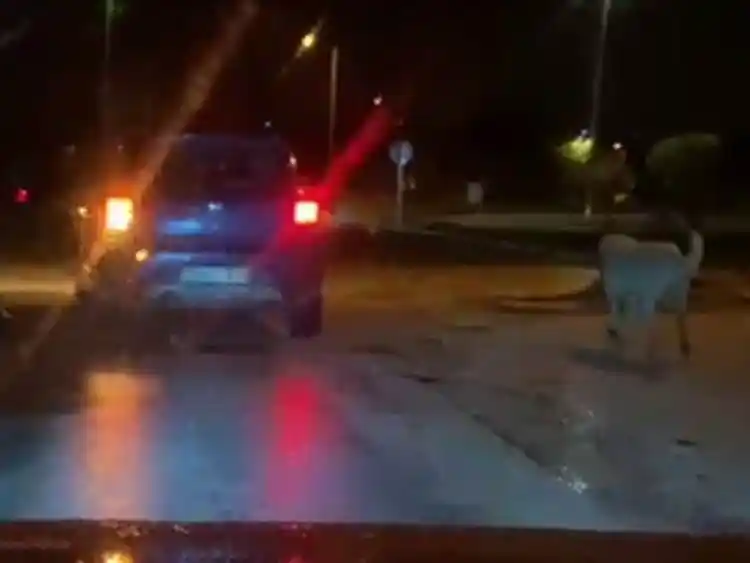 İpe bağlayıp aracın arkasından koşturdukları köpeğe eziyet ettiler
