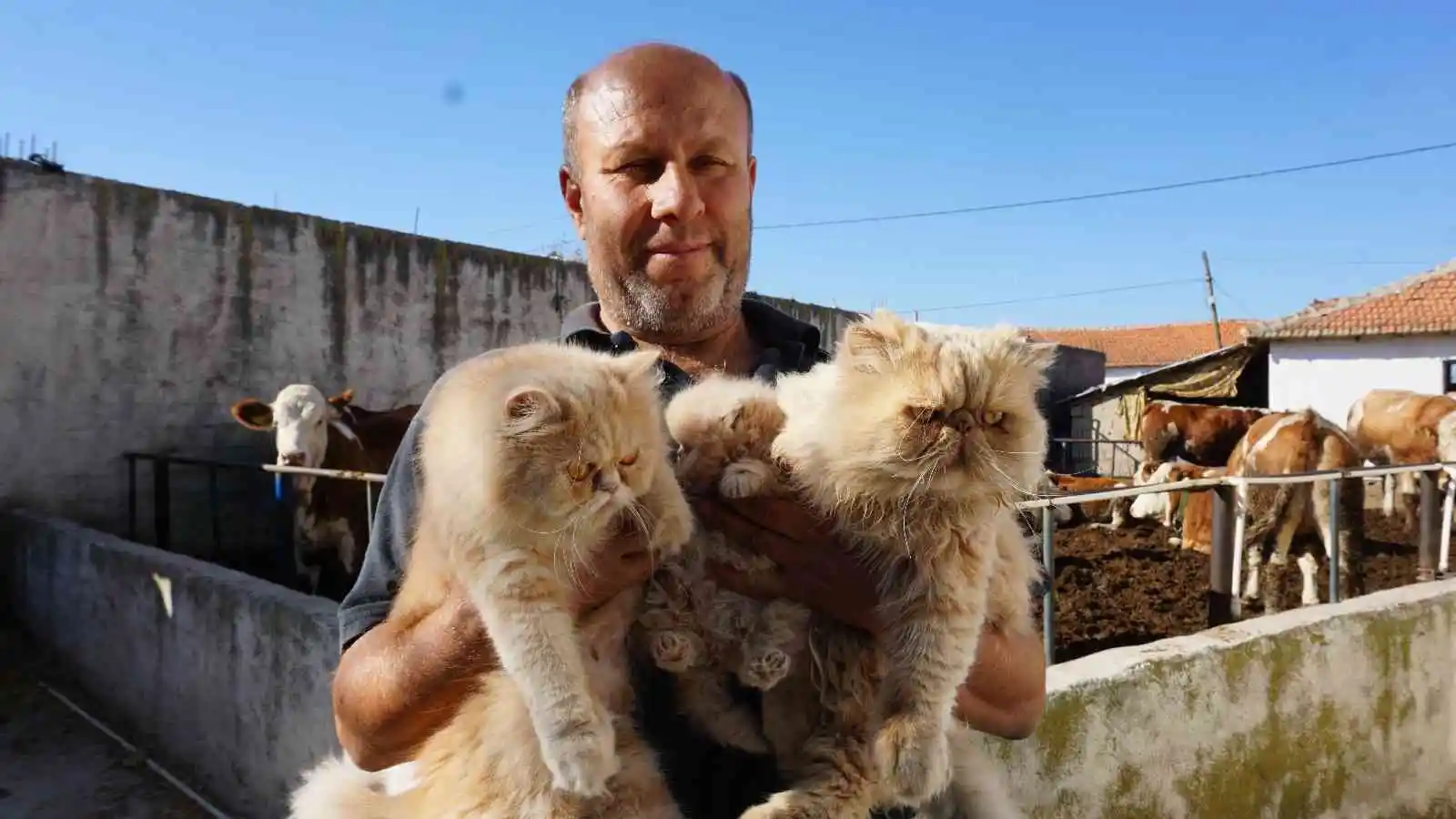 İran kedilerini kendi aracıyla dolaştırarak hayvan sevgisini aşılıyor
