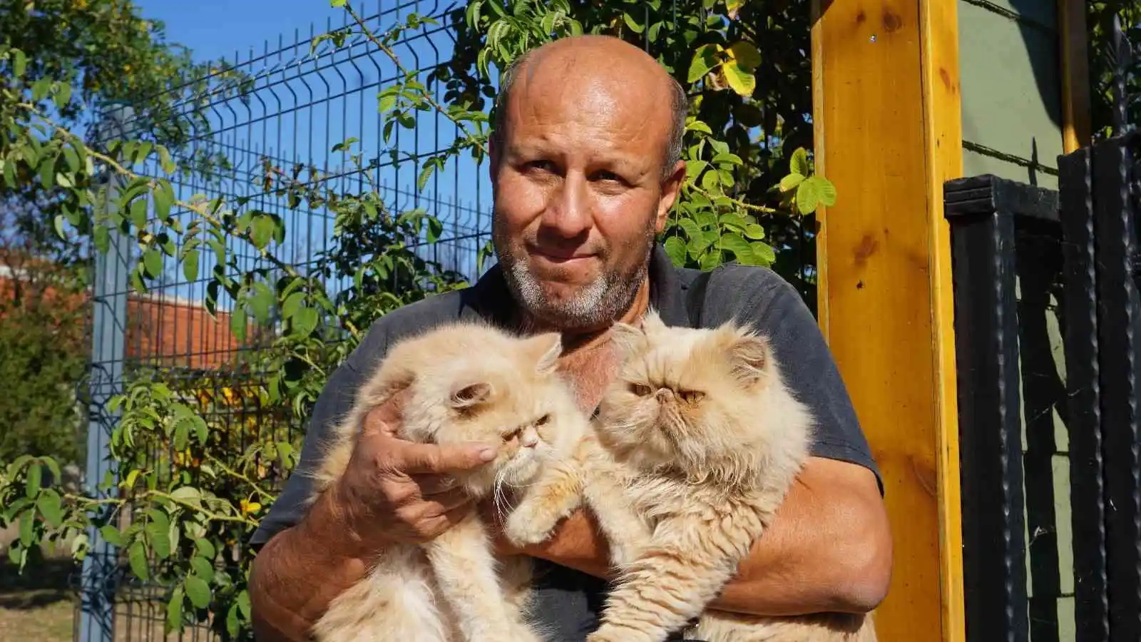 İran kedilerini kendi aracıyla dolaştırarak hayvan sevgisini aşılıyor
