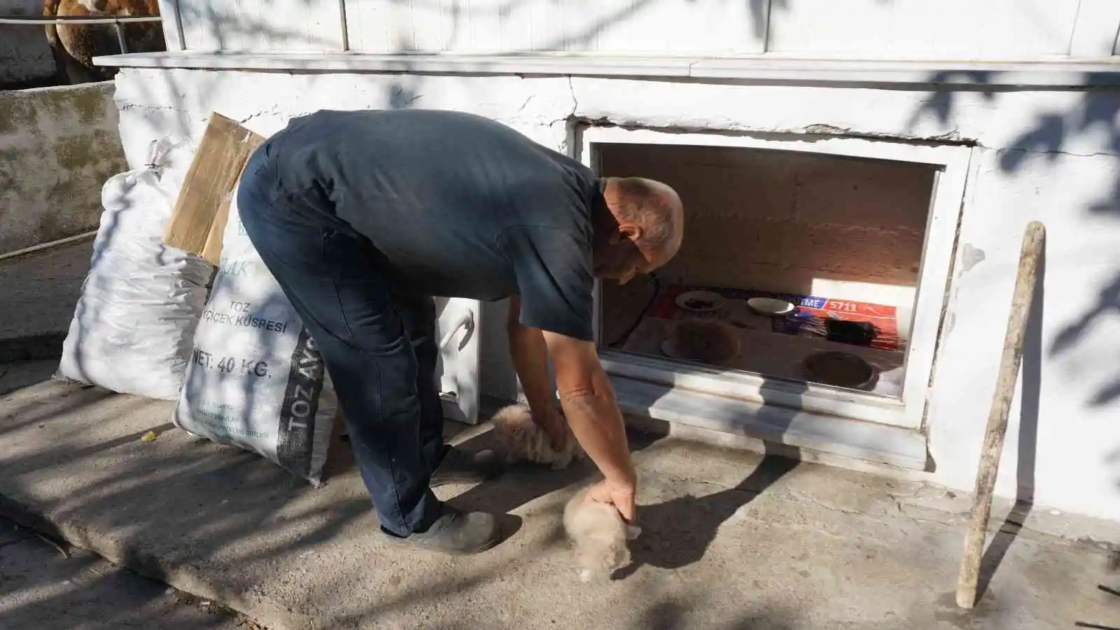 İran kedilerini kendi aracıyla dolaştırarak hayvan sevgisini aşılıyor
