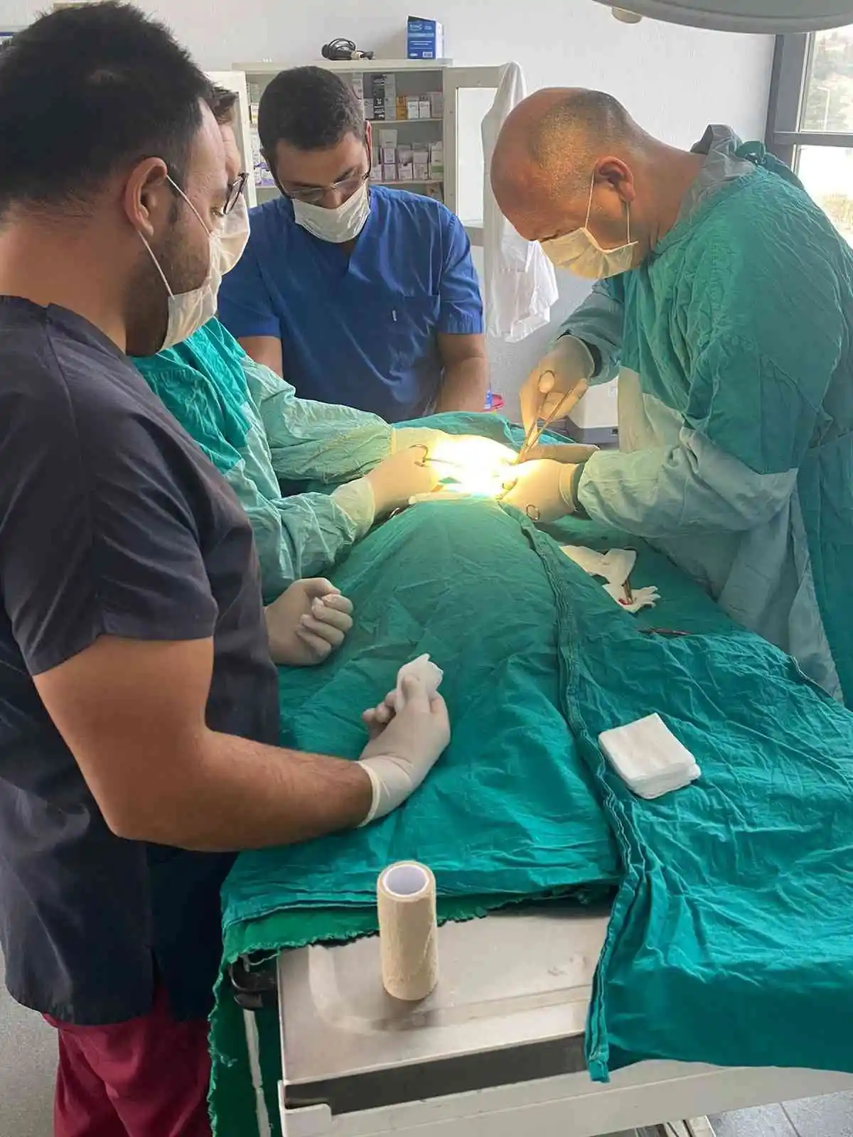 Kaza geçiren çakal ameliyat edildi
