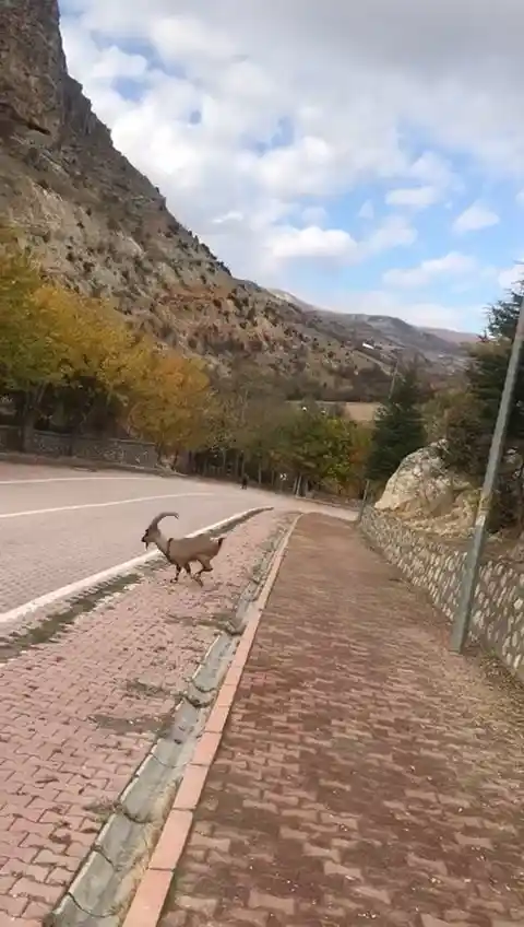 Koruma altındaki dağ keçileri kent merkezinde görüntülendi