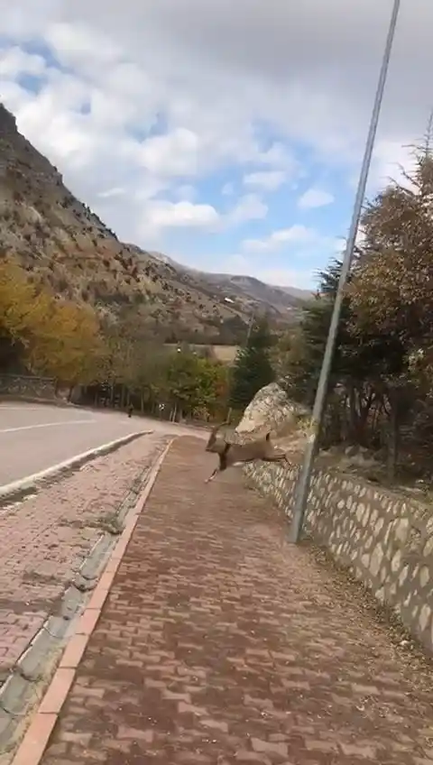 Koruma altındaki dağ keçileri kent merkezinde görüntülendi