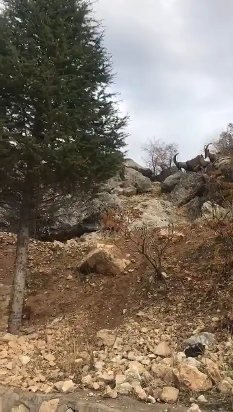 Koruma altındaki dağ keçileri kent merkezinde görüntülendi