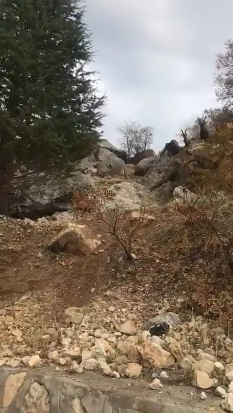 Koruma altındaki dağ keçileri kent merkezinde görüntülendi