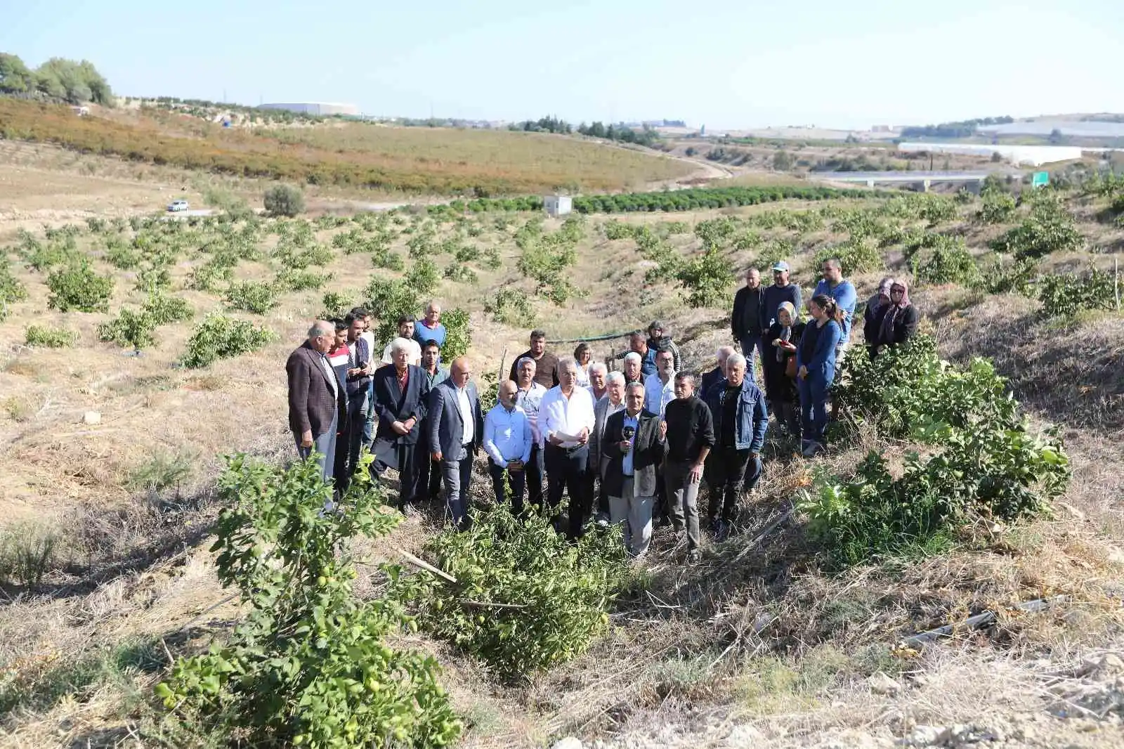 Mersin'de limon ağaçlarının kesilmesi tepki çekti