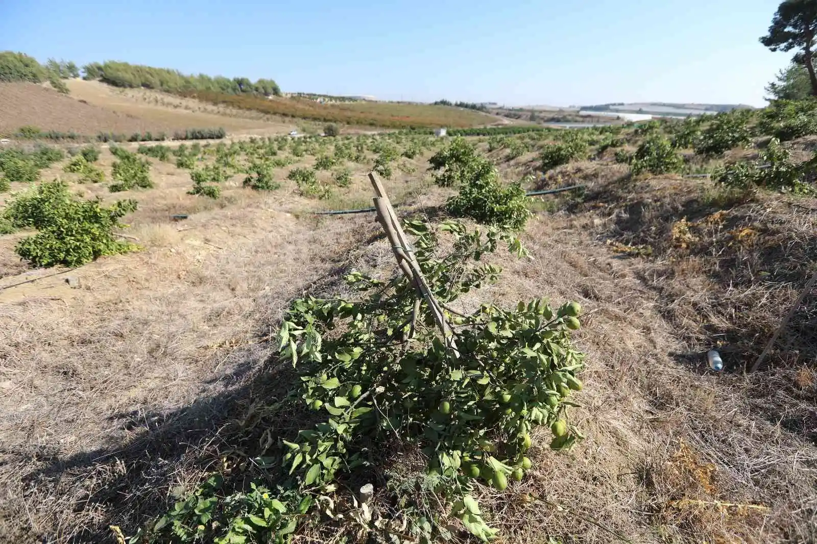 Mersin’de limon ağaçlarının kesilmesi tepki çekti