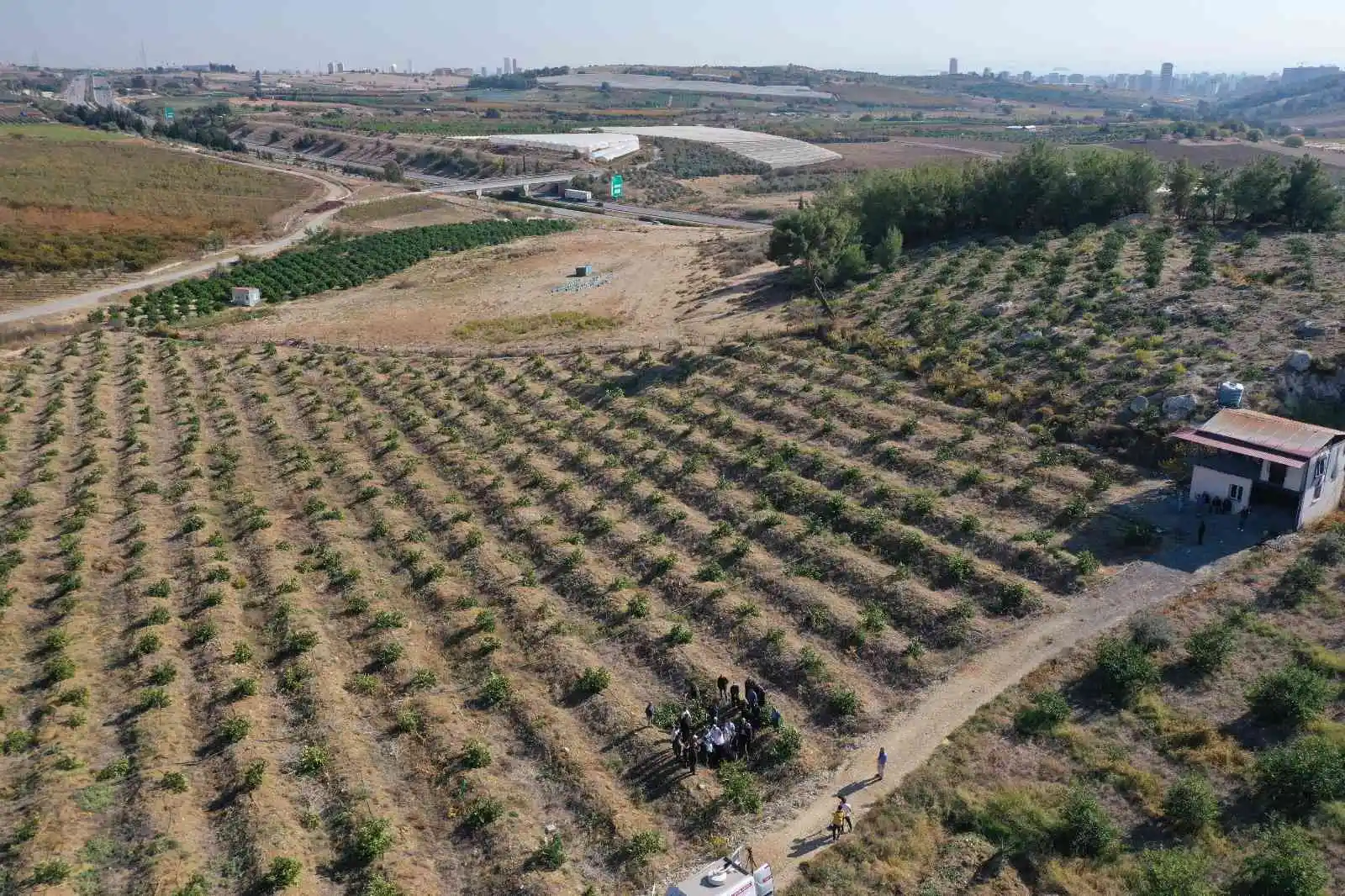Mersin’de limon ağaçlarının kesilmesi tepki çekti