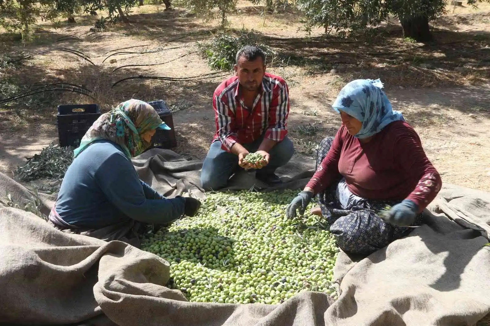 Mersin'de zeytin üreticileri hasat için işçi bulamıyor