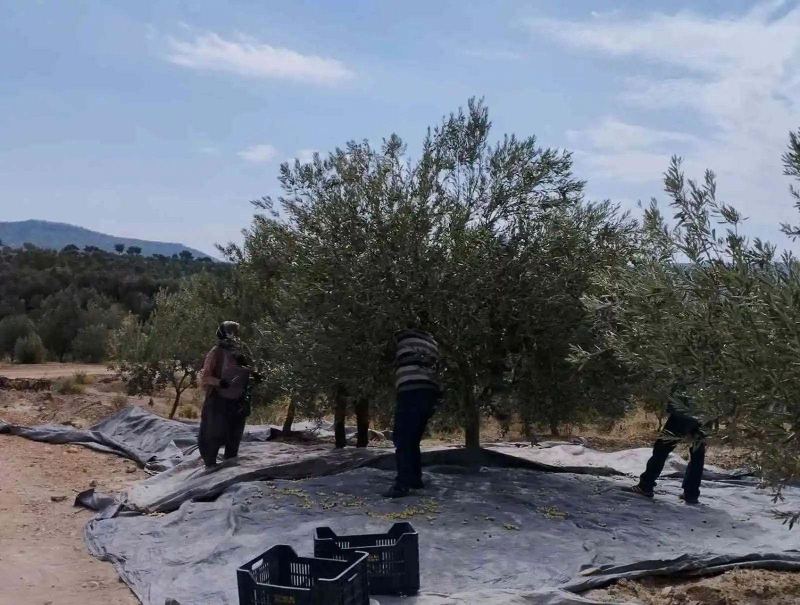 Mersin’de zeytin üreticileri hasat için işçi bulamıyor