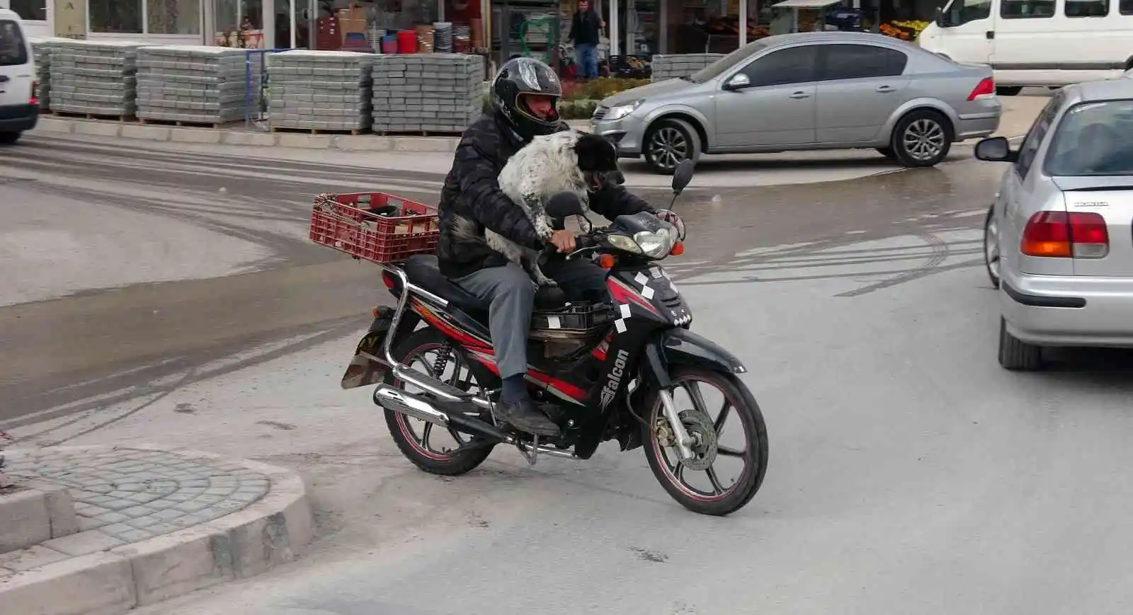 Motosiklet tutkunu köpek yollarda
