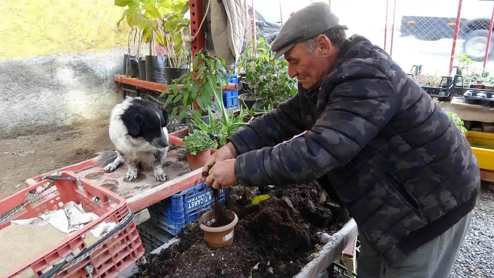 Motosiklet tutkunu köpek yollarda