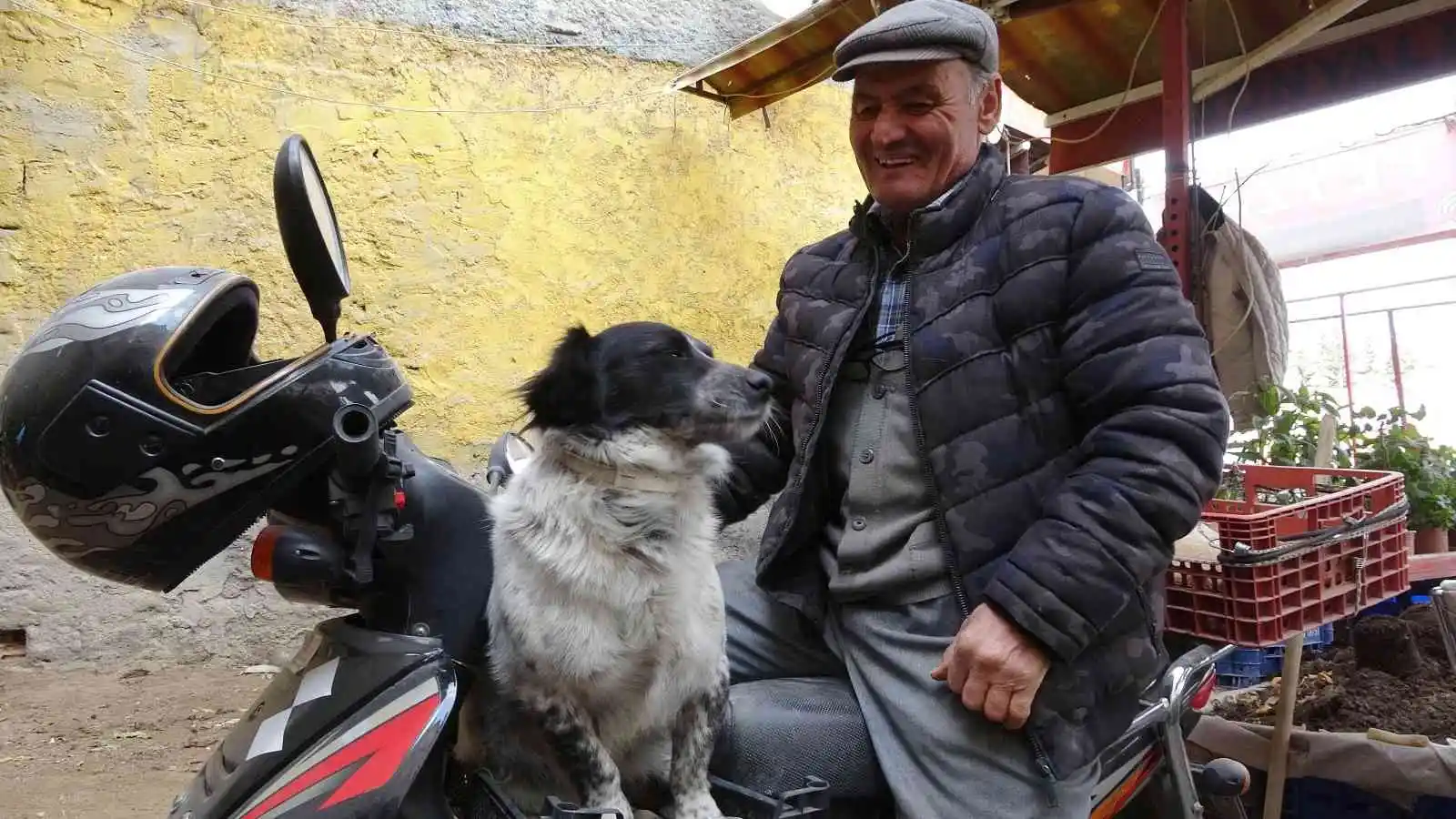 Motosiklet tutkunu köpek yollarda