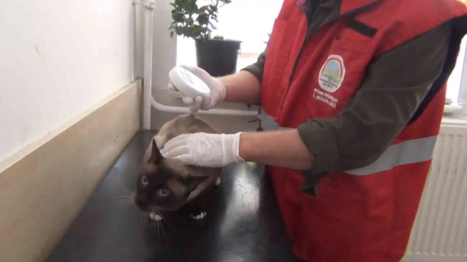 (ÖZEL) Afyonkarahisar'da 1000'den fazla kedi ve köpek çiplendi