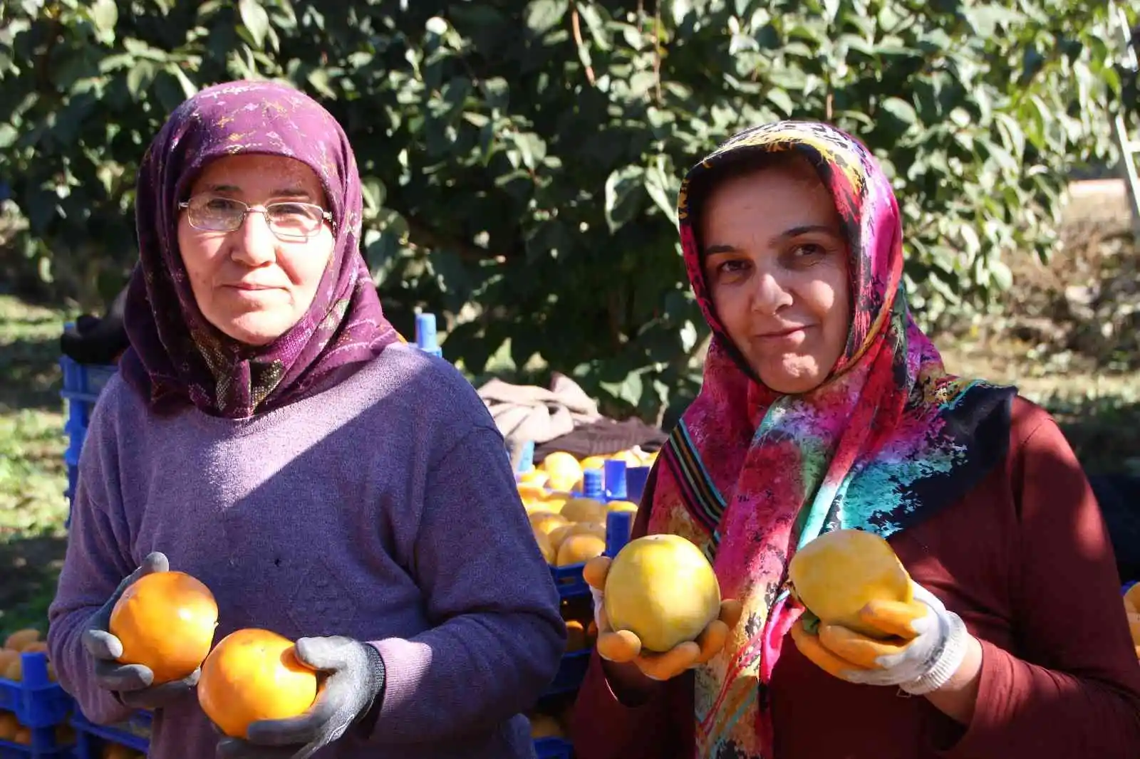 (ÖZEL) Bilecik ülkemizin 'Cennet Hurması' ihtiyacının yüzde 35'ini karşılıyor
