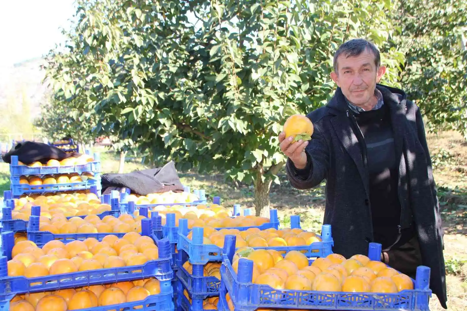 (ÖZEL) Bilecik ülkemizin ’Cennet Hurması’ ihtiyacının yüzde 35’ini karşılıyor
