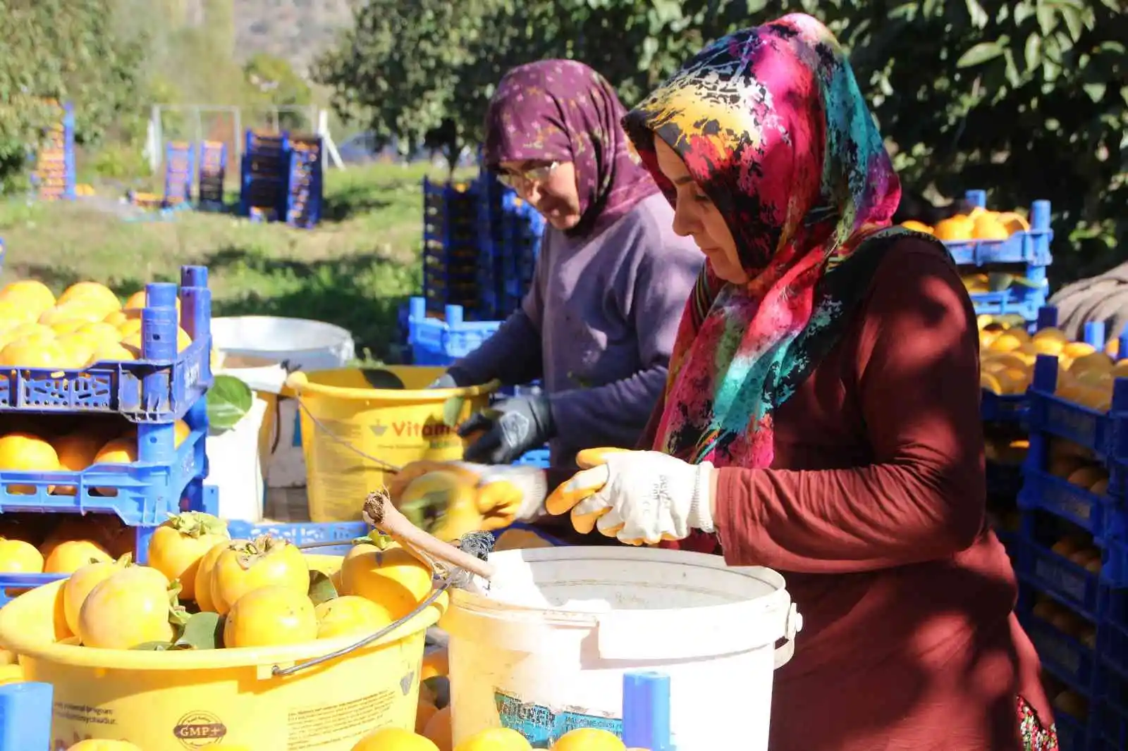 (ÖZEL) Bilecik ülkemizin ’Cennet Hurması’ ihtiyacının yüzde 35’ini karşılıyor
