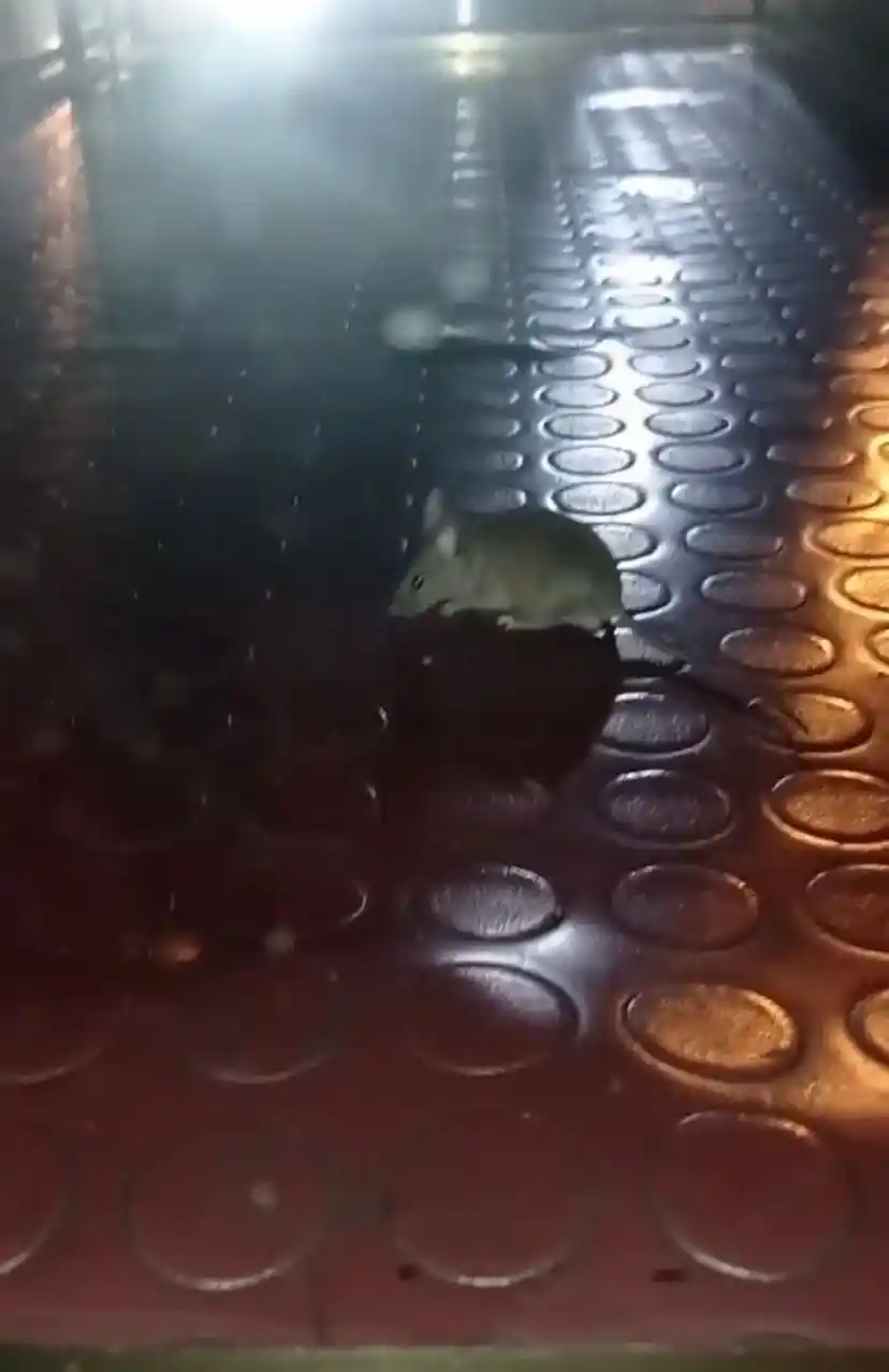 Pendik'te mide bulandıran görüntü: Simit tezgahından fare çıktı