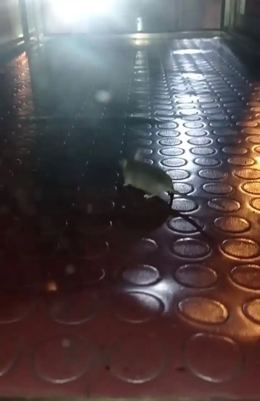 Pendik’te mide bulandıran görüntü: Simit tezgahından fare çıktı