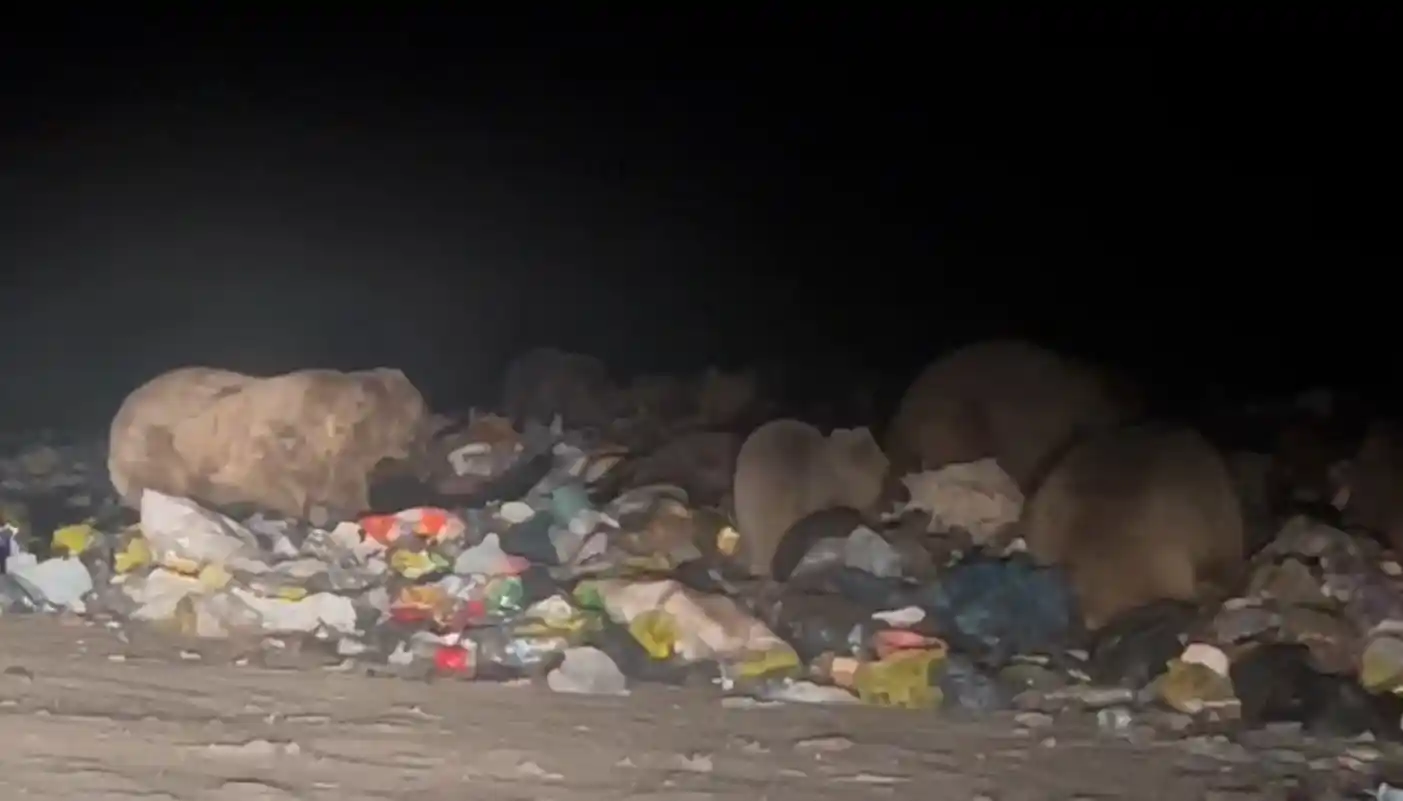 Sarıkamış’ta ayılar kış uykusu öncesi besin depoluyor