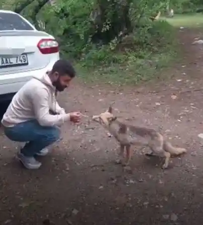 Tilkiye kraker yediren vatandaşın gülümseten anları