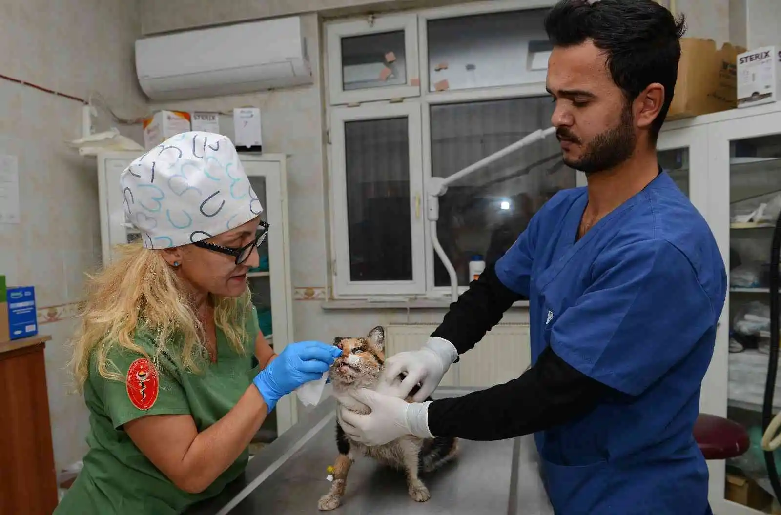 Trafik kazasında ağır yaralanan kedi, ameliyatla hayata döndürüldü
