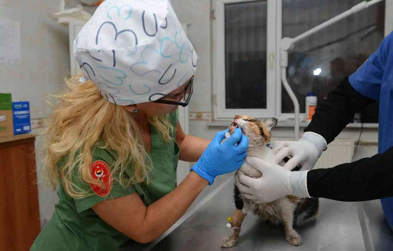 Trafik kazasında ağır yaralanan kedi, ameliyatla hayata döndürüldü
