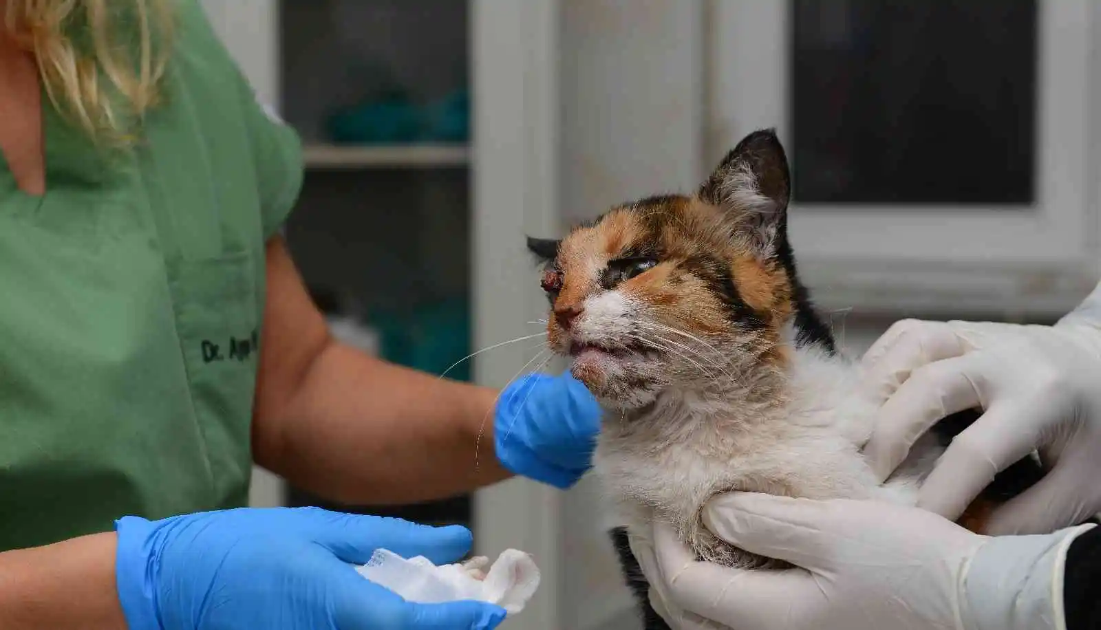 Trafik kazasında ağır yaralanan kedi, ameliyatla hayata döndürüldü
