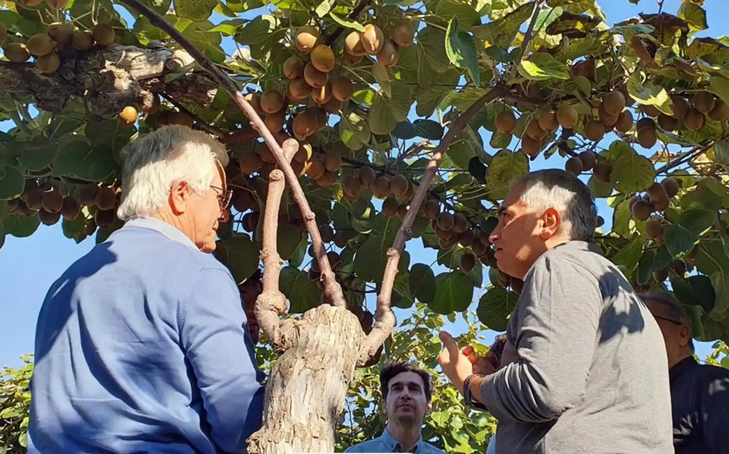 Türk kivi çeşitlerine İtalya’dan talip çıktı