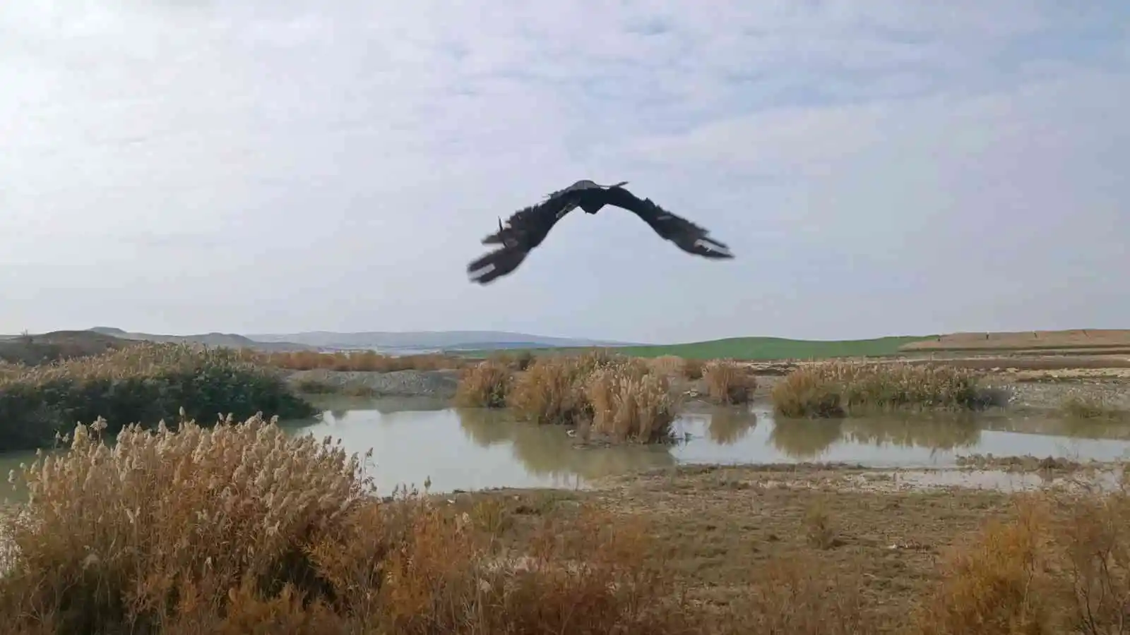 Yaralı saz delicesi, tedavisinin ardından doğaya salındı