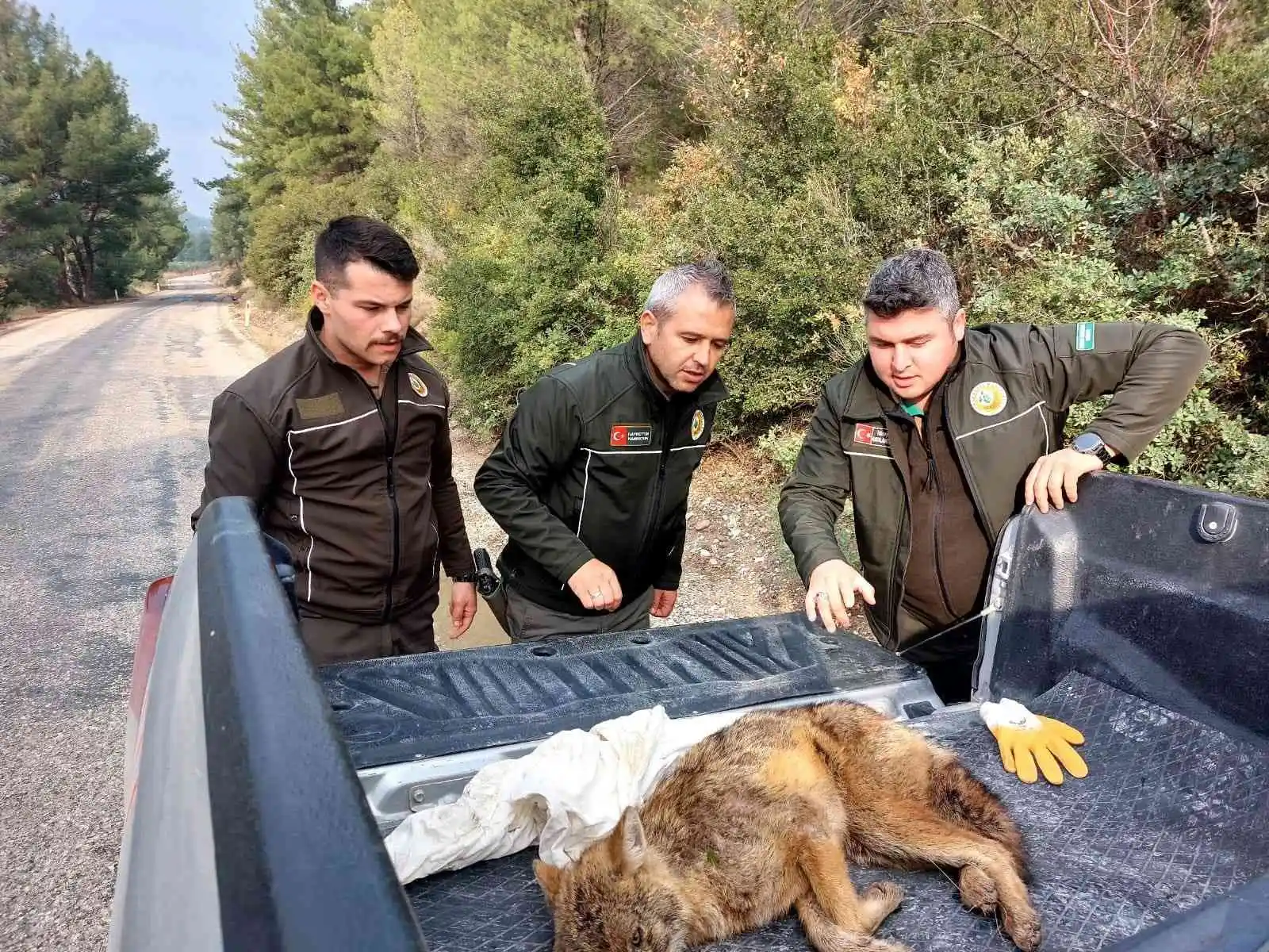 Yaralı tilkiyi Orman İşletme Müdürlüğü ekipleri kurtardı
