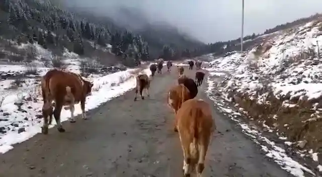 Yaylalara kar yağmasıyla birlikte sürülerin dönüş yolculuğu başladı
