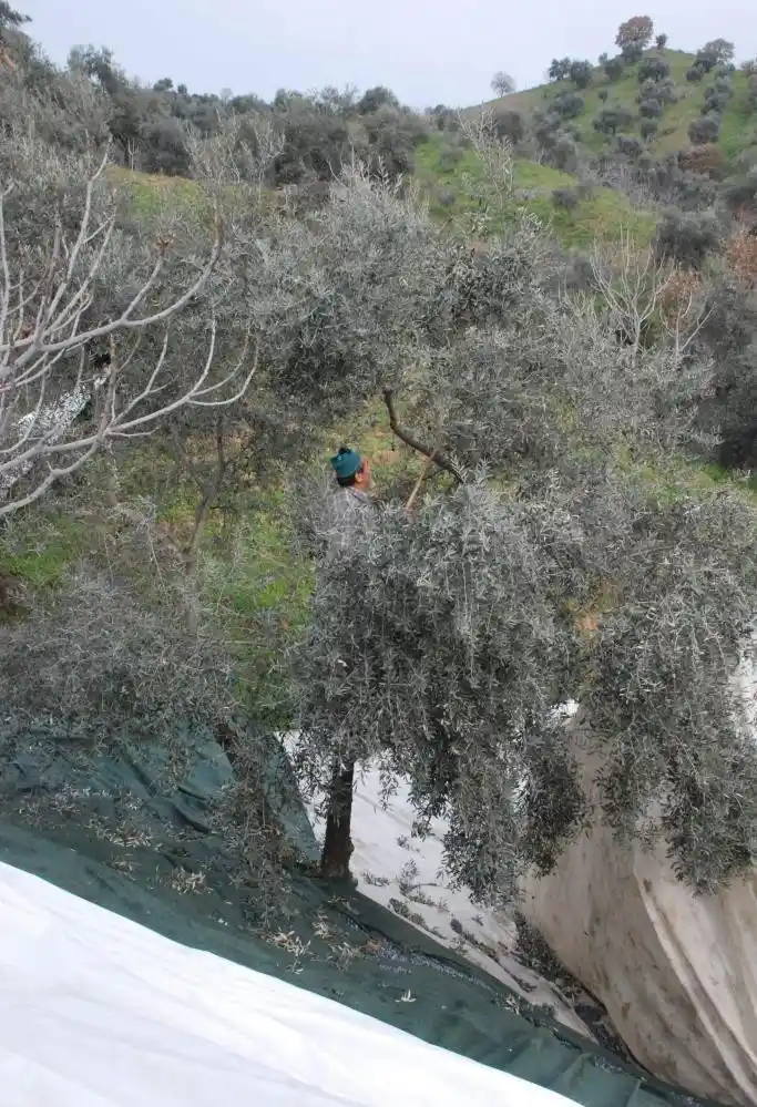 Zeytin hasat sezonu öncesi sağlıkçılardan yamaç arazilerde çalışanlara uyarı