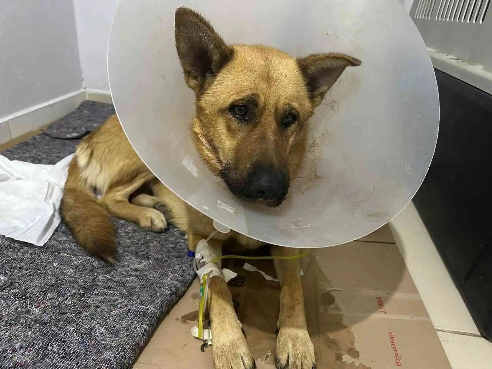 Ağzına silahla ateş edilen köpek yaşam mücadelesi veriyor