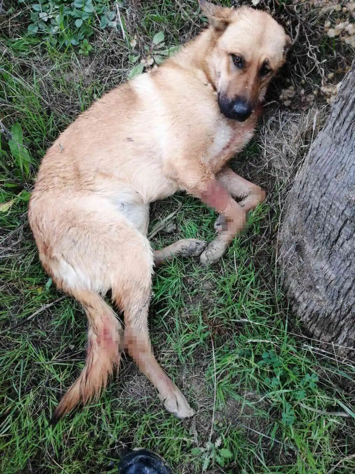 Ağzına silahla ateş edilen köpek yaşam mücadelesi veriyor