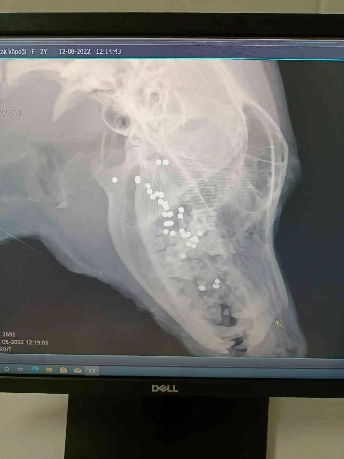 Ağzına silahla ateş edilen köpek yaşam mücadelesi veriyor