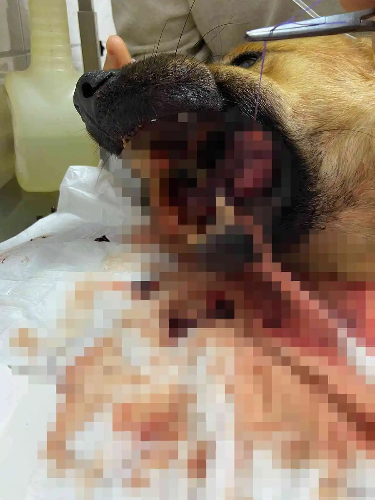 Ağzına silahla ateş edilen köpek yaşam mücadelesi veriyor