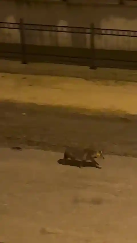 Amasya’da kurtlar şehir merkezine indi