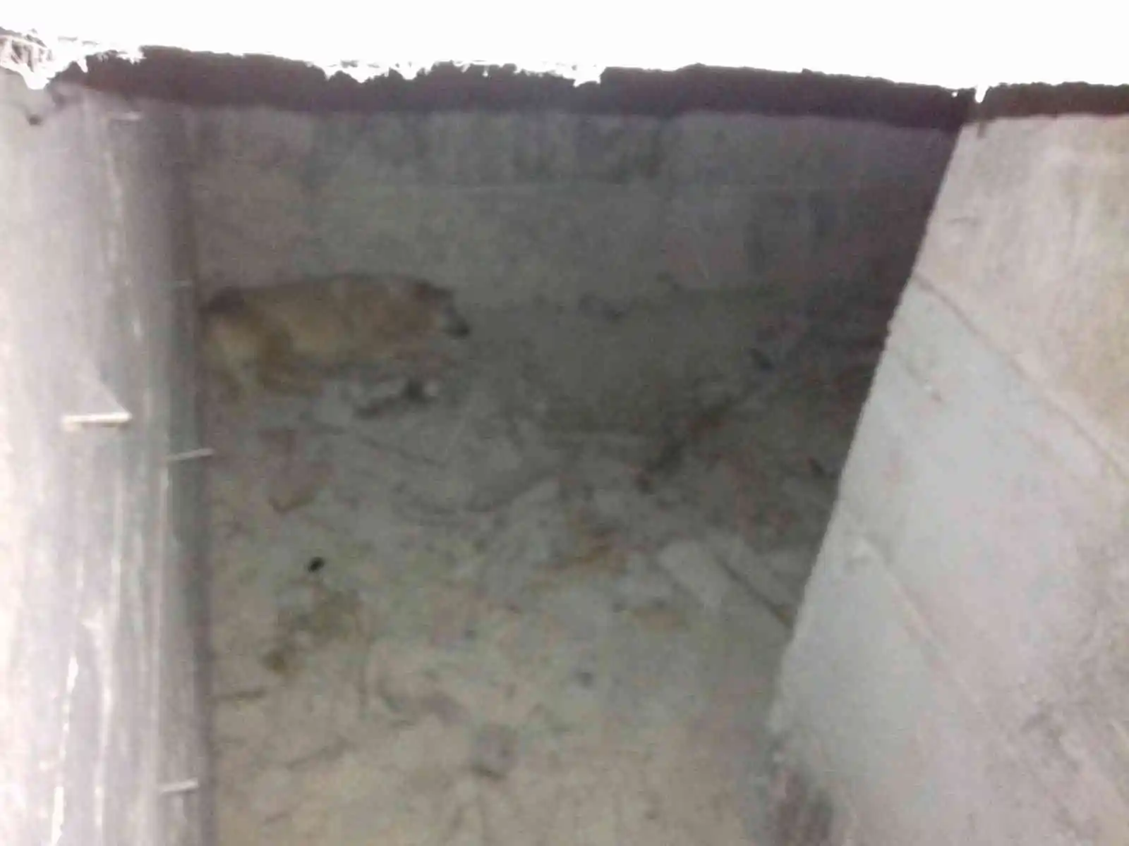 Ankara'da su kuyusuna düşen köpek kurtarıldı