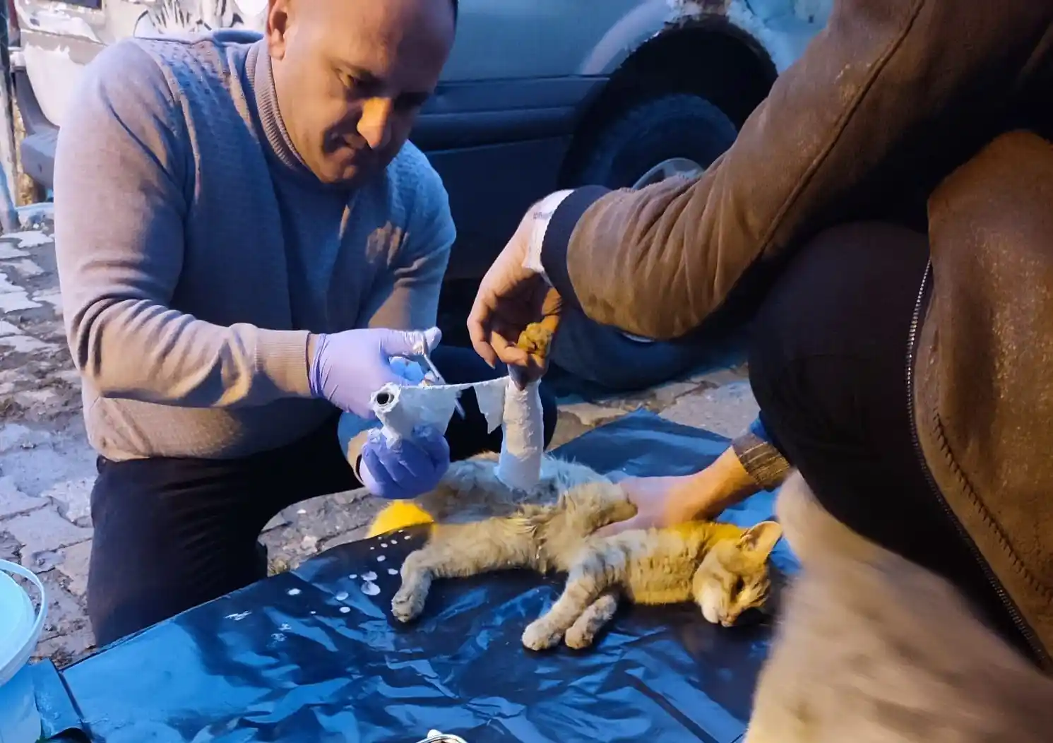 Araç çarpan kedi yaralandı