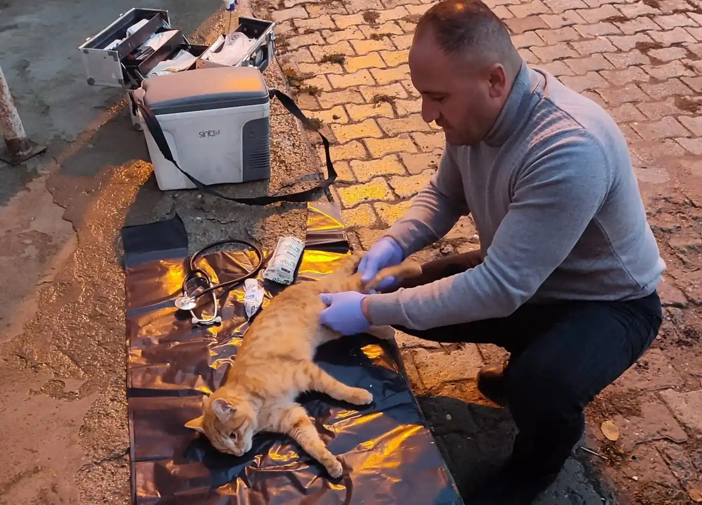 Araç çarpan kedi yaralandı