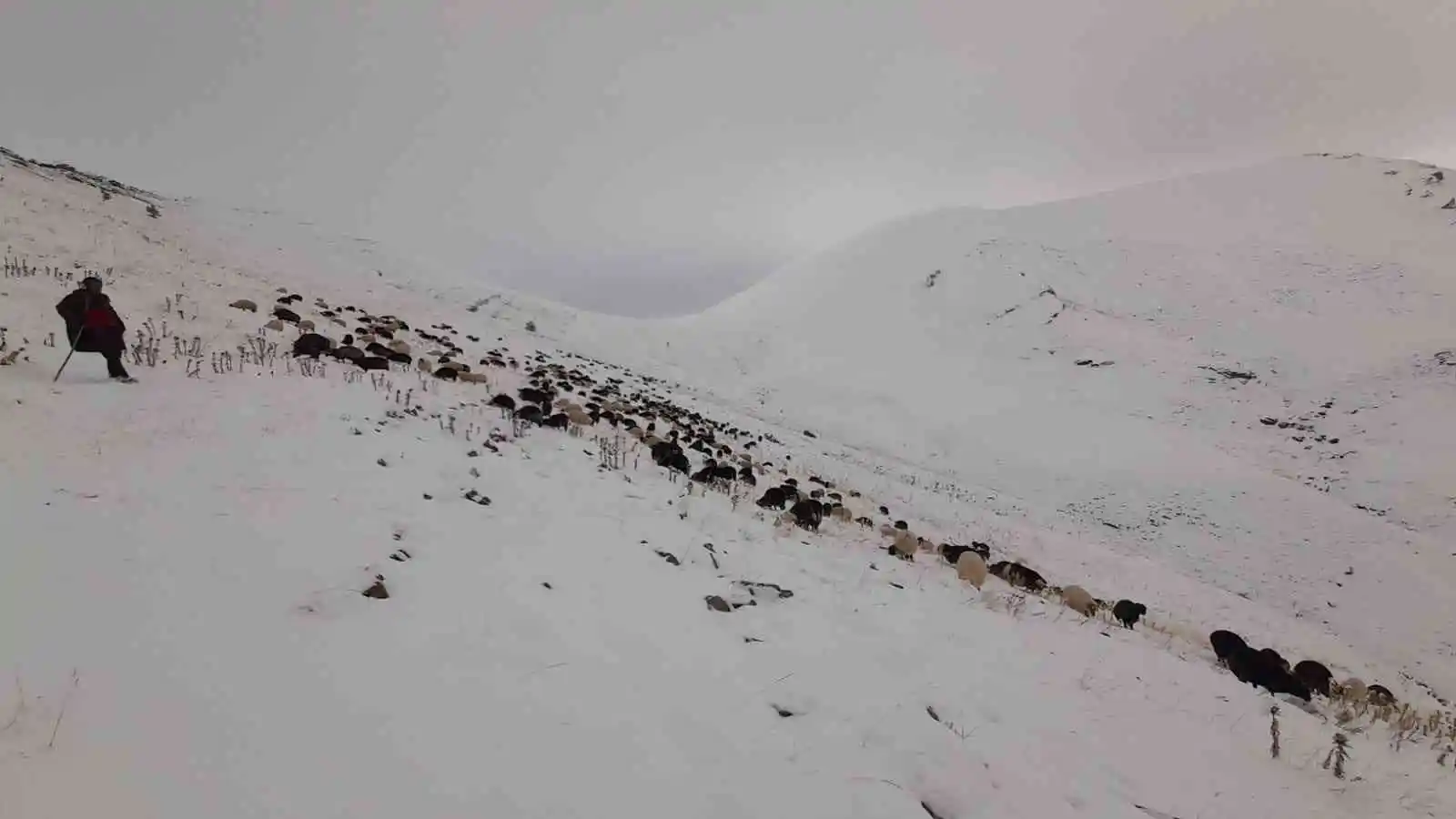 Artvin’de besicilerin zorlu kış şartlarıyla mücadelesi
