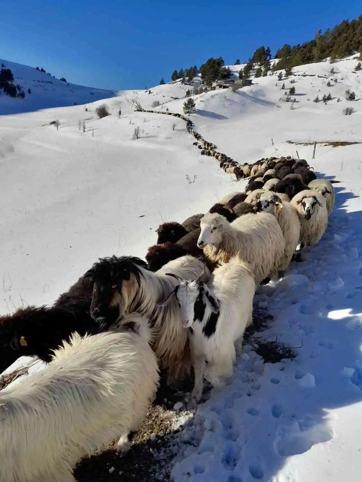 Artvin’de besicilerin zorlu kış şartlarıyla mücadelesi
