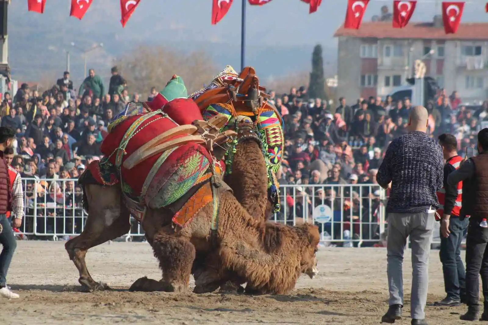 Aydın’da 160 deve kıran kırana güreşti