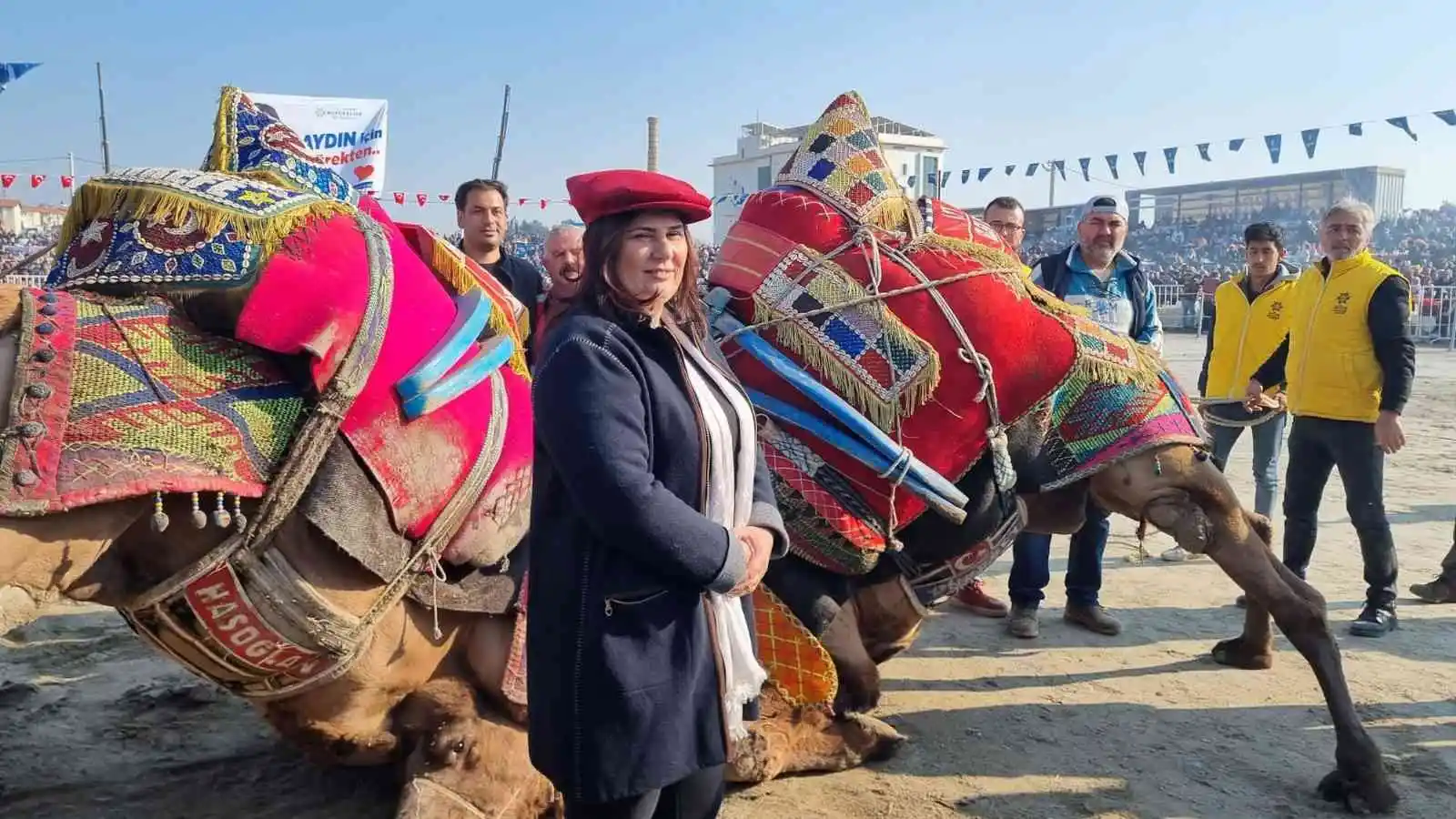 Aydın’da 160 deve kıran kırana güreşti