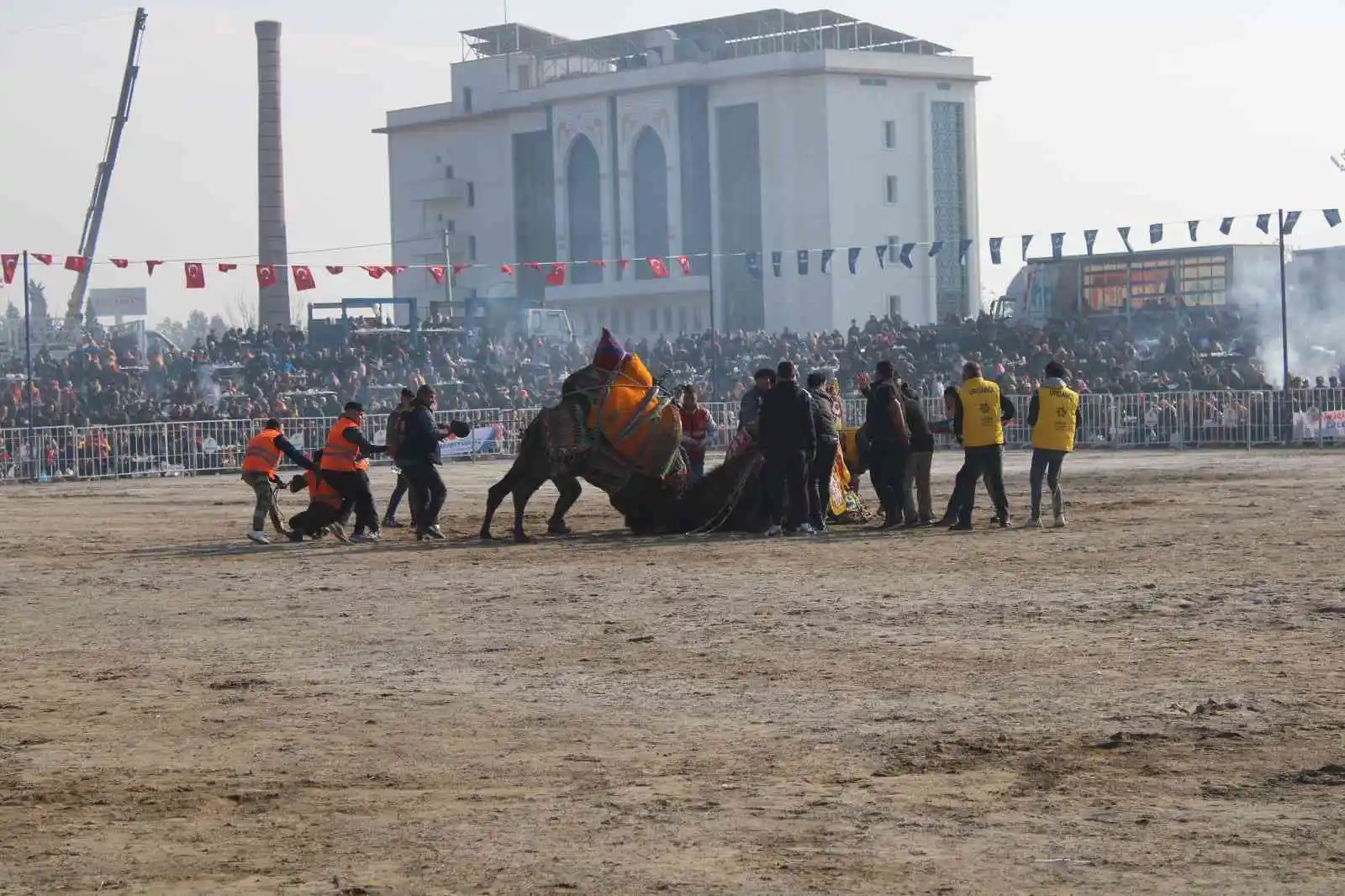 Aydın’da 160 deve kıran kırana güreşti