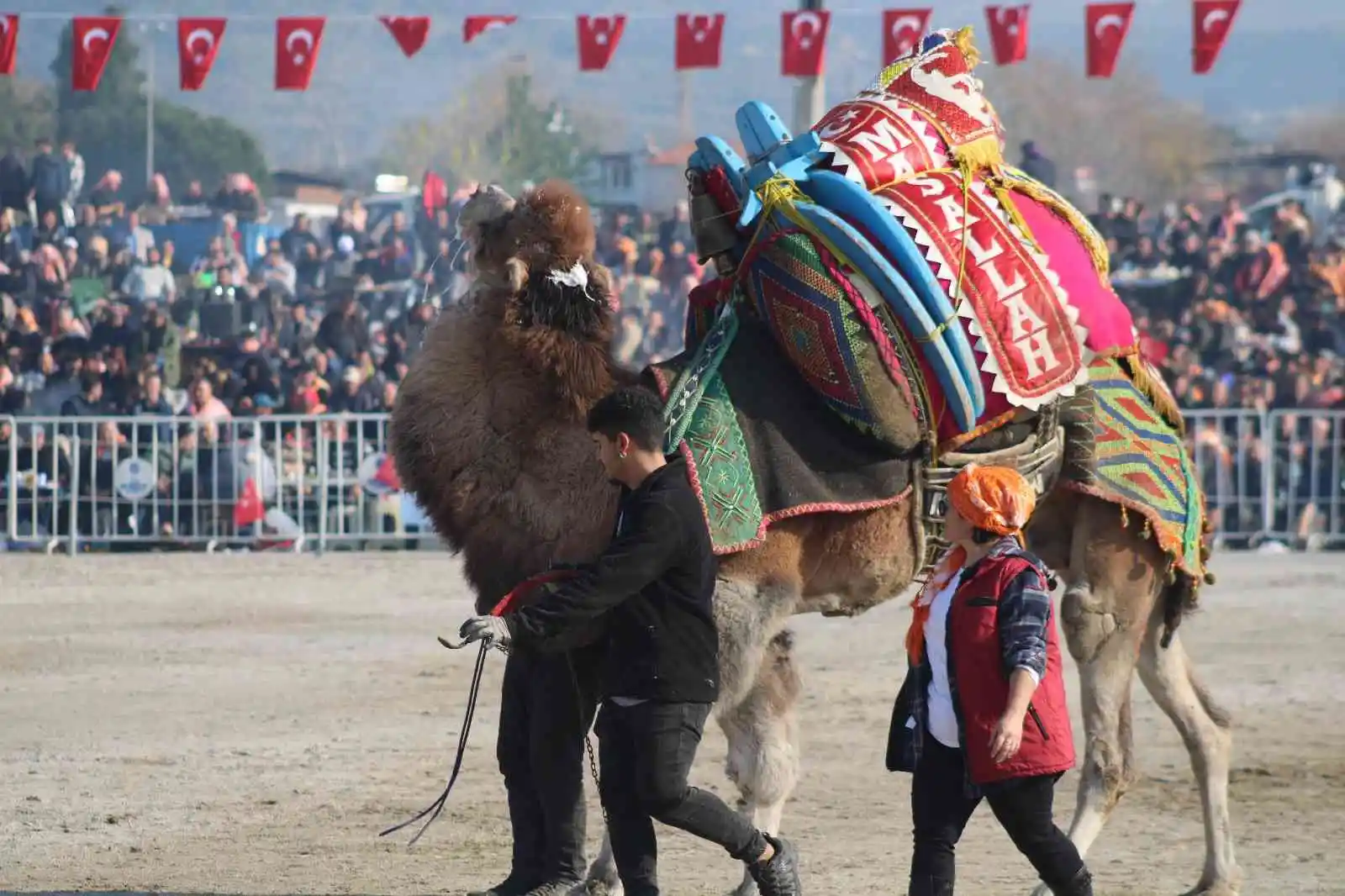Aydın’da 160 deve kıran kırana güreşti